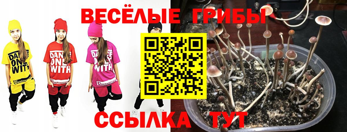 Кудрово  Галлюциногенные грибы Psilocybine cubensis  Псилоцибиновые грибы мицелий  Вход с VPN 